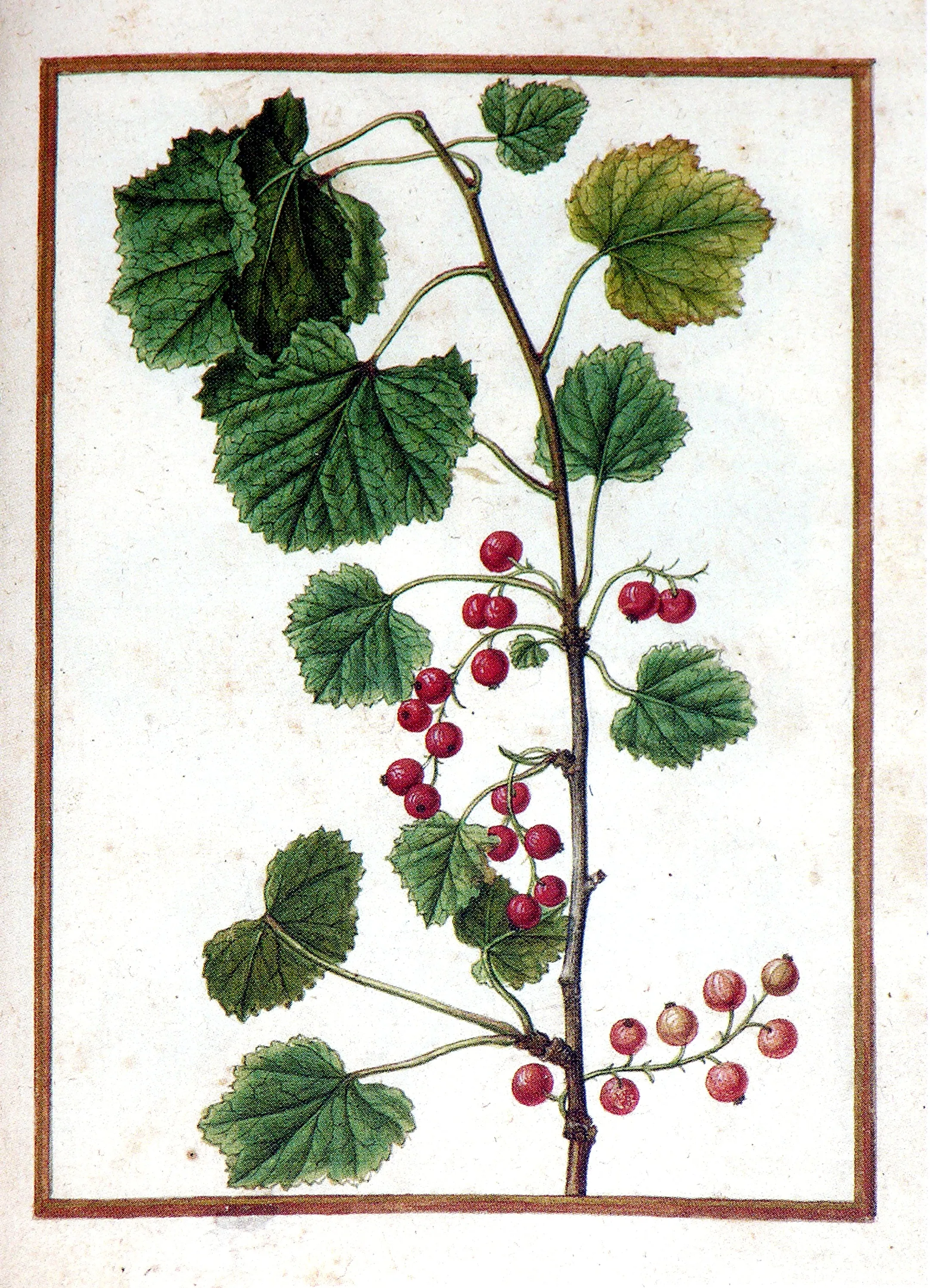 Jacques le Moyne de Morgues (French, ca. 1533-1588), Redcurrant