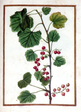 Jacques le Moyne de Morgues (French, ca. 1533-1588), Redcurrant